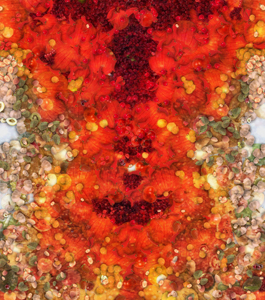 Camelopardalus or Camelopardus galaxy NGC 1569 Petrus Plancius